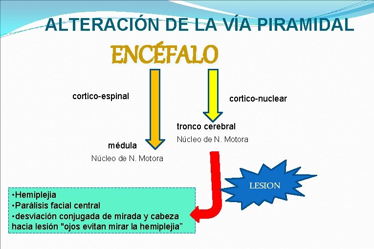 ALTERACIÓN DE LA VÍA PIRAMIDAL ENCÉFALO cortico-espinal cortico-nuclear tronco cerebral médula Núcleo de N.