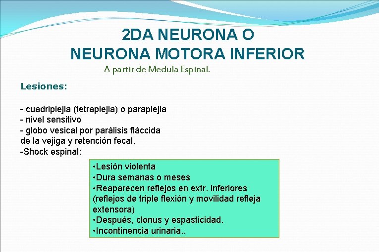 2 DA NEURONA O NEURONA MOTORA INFERIOR A partir de Medula Espinal. Lesiones: -