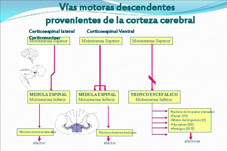 Vías motoras descendentes provenientes de la corteza cerebral Corticoespinal lateral Corticonuclear Motoneurona Superior MEDULA