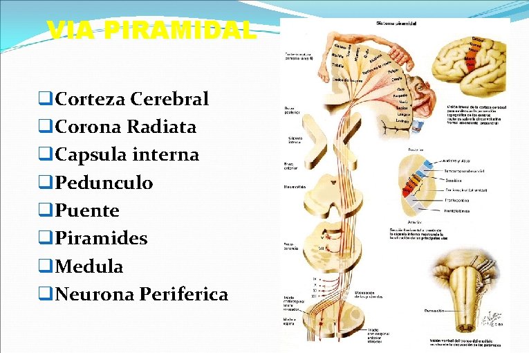 VIA PIRAMIDAL q. Corteza Cerebral q. Corona Radiata q. Capsula interna q. Pedunculo q.