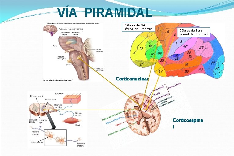 VÍA PIRAMIDAL Células de Betz área 8 de Brodman Células de Betz área 4