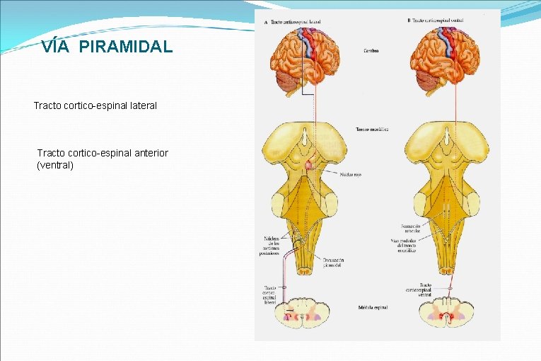 VÍA PIRAMIDAL Tracto cortico-espinal lateral Tracto cortico-espinal anterior (ventral) 