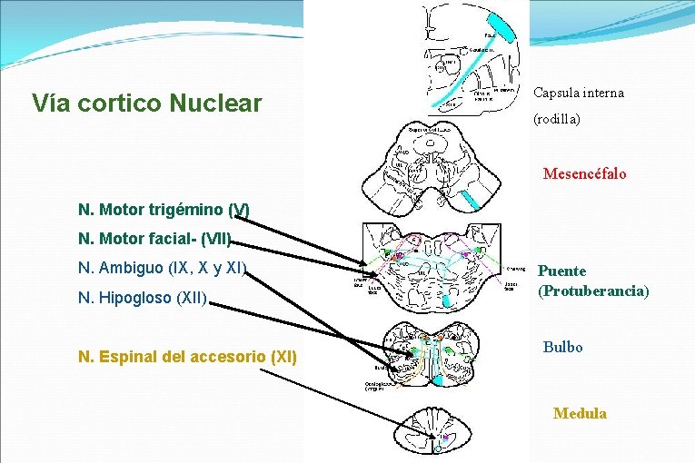 Vía cortico Nuclear Capsula interna (rodilla) Mesencéfalo N. Motor trigémino (V) N. Motor facial-