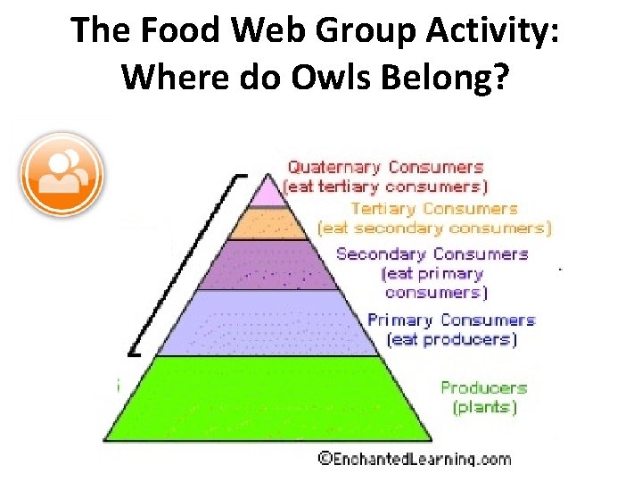 The Food Web Group Activity: Where do Owls Belong? 