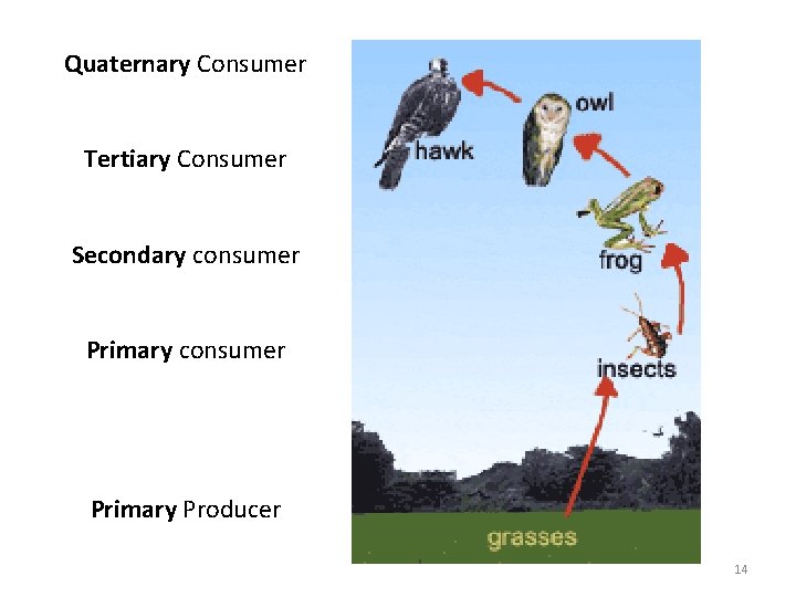 Quaternary Consumer Tertiary Consumer Secondary consumer Primary Producer 14 