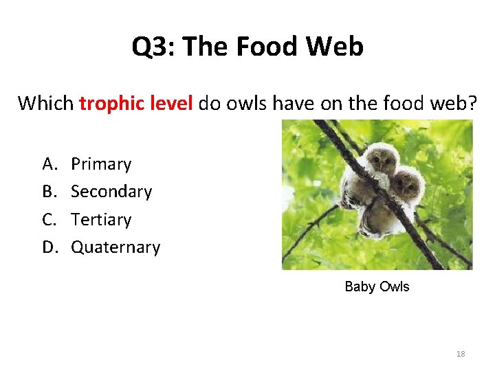 Q 3: The Food Web Which trophic level do owls have on the food