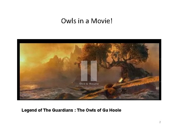 Owls in a Movie! Legend of The Guardians : The Owls of Ga Hoole