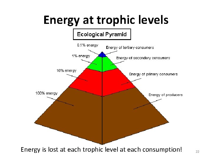 Energy at trophic levels Energy is lost at each trophic level at each consumption!