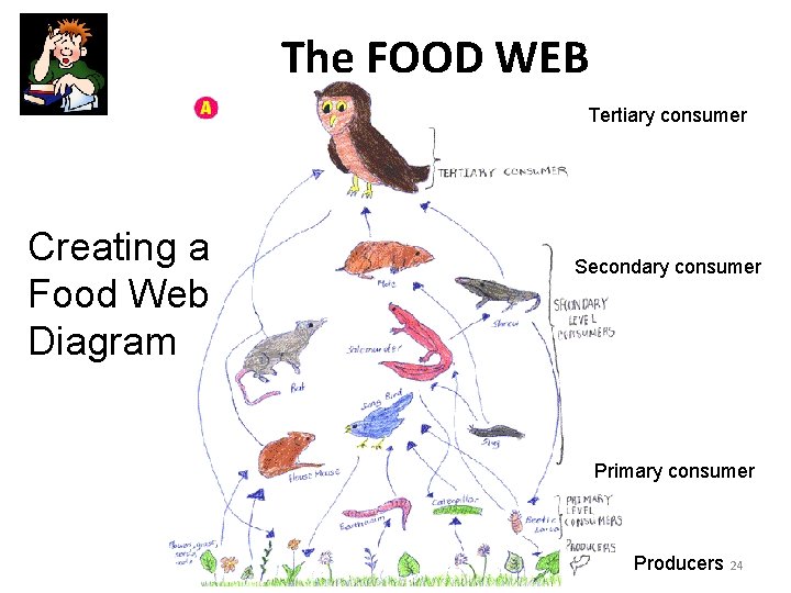 The FOOD WEB Tertiary consumer Creating a Food Web Diagram Secondary consumer Primary consumer