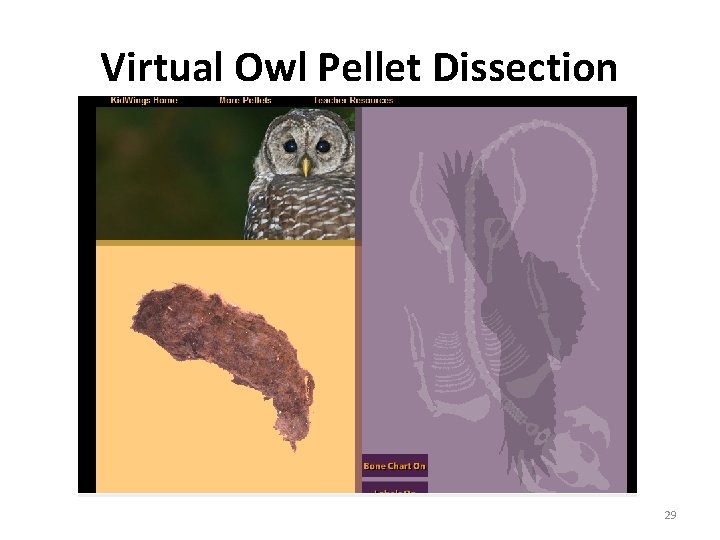 Virtual Owl Pellet Dissection 29 