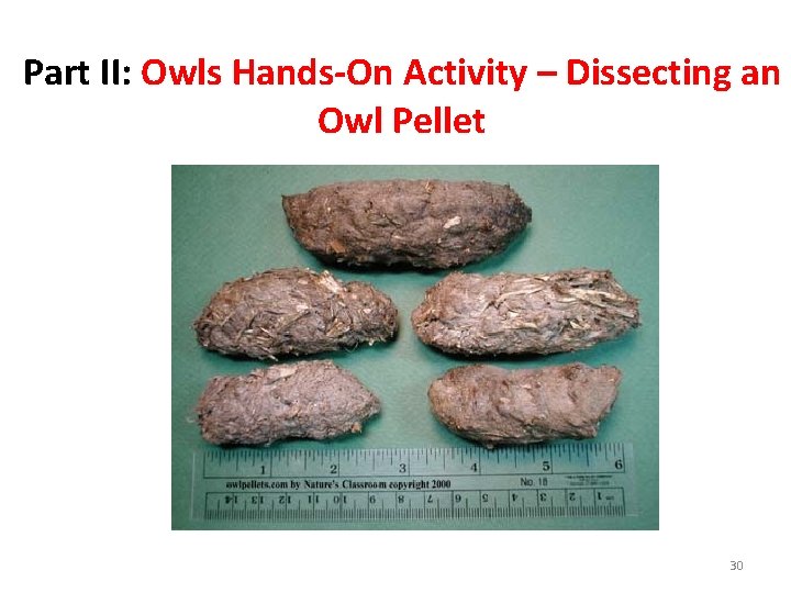 Part II: Owls Hands-On Activity – Dissecting an Owl Pellet 30 