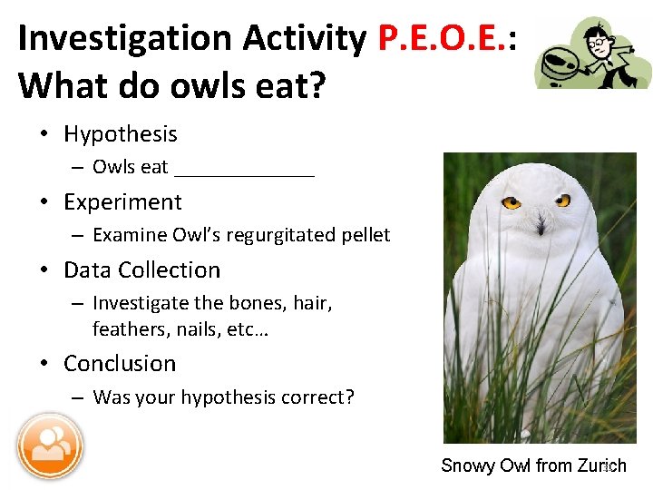 Investigation Activity P. E. O. E. : What do owls eat? • Hypothesis –