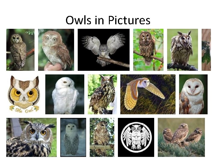 Owls in Pictures 34 