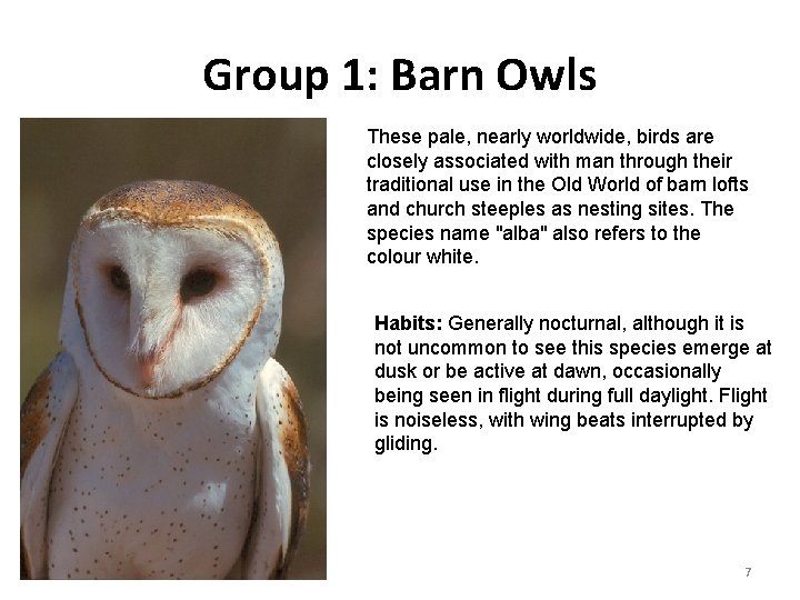 Group 1: Barn Owls These pale, nearly worldwide, birds are closely associated with man