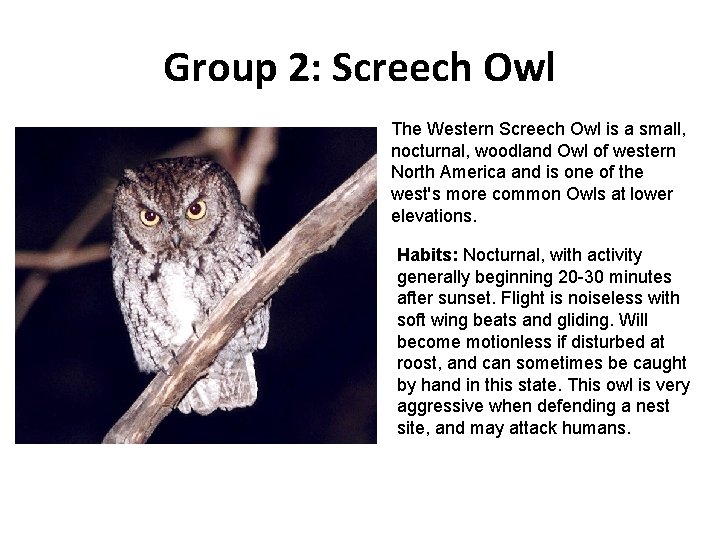 Group 2: Screech Owl The Western Screech Owl is a small, nocturnal, woodland Owl