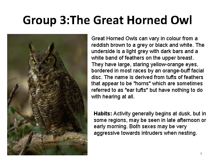 Group 3: The Great Horned Owls can vary in colour from a reddish brown