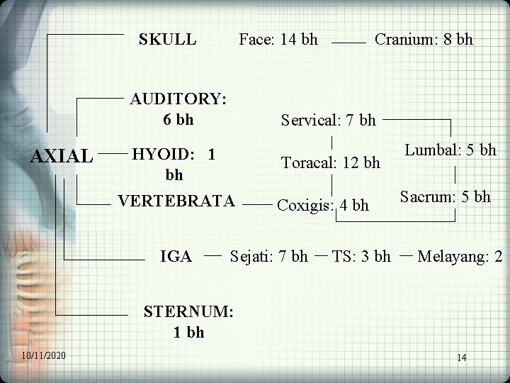 SKULL Face: 14 bh AUDITORY: 6 bh AXIAL Servical: 7 bh HYOID: 1 bh
