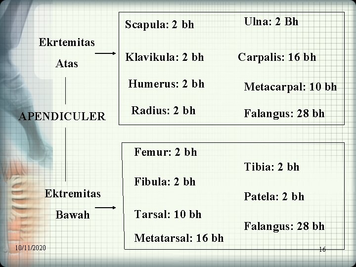 Scapula: 2 bh Ulna: 2 Bh Ekrtemitas APENDICULER Klavikula: 2 bh Carpalis: 16 bh