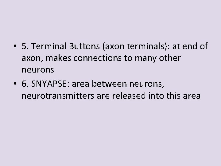  • 5. Terminal Buttons (axon terminals): at end of axon, makes connections to