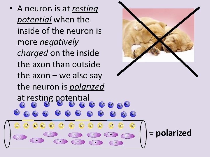  • A neuron is at resting potential when the inside of the neuron