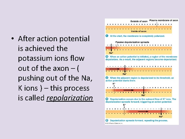  • After action potential is achieved the potassium ions flow out of the