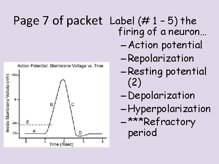 Page 7 of packet Label (# 1 – 5) the firing of a neuron…