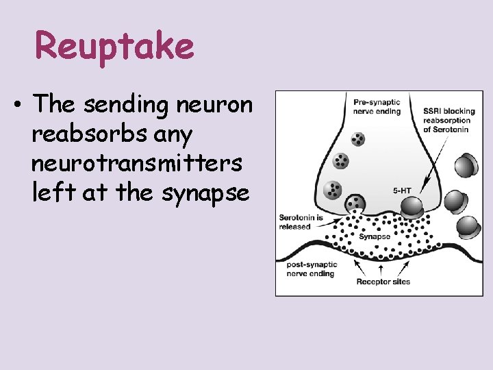 Reuptake • The sending neuron reabsorbs any neurotransmitters left at the synapse 