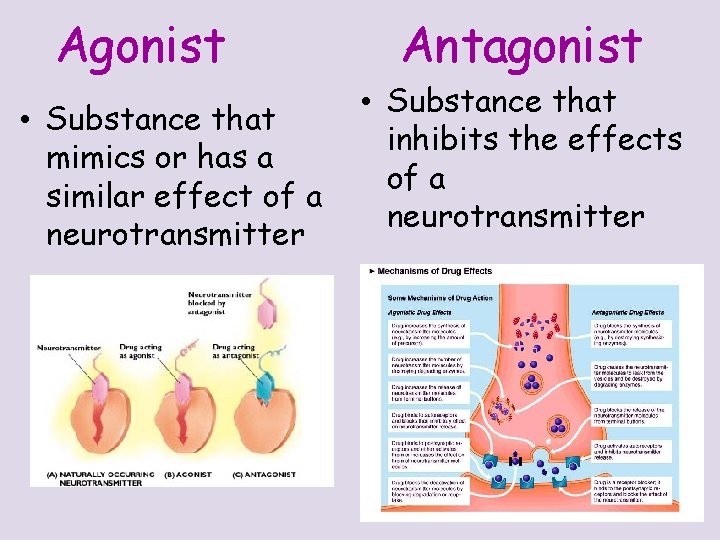 Agonist • Substance that mimics or has a similar effect of a neurotransmitter Antagonist