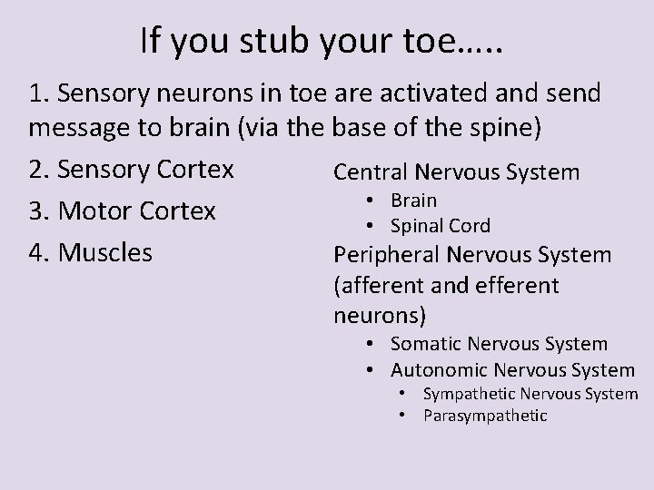 If you stub your toe…. . 1. Sensory neurons in toe are activated and