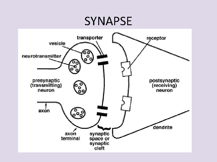 SYNAPSE 