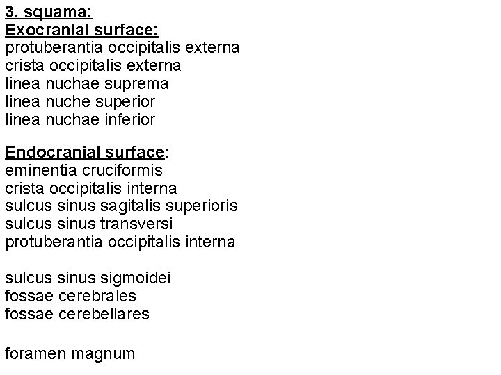 3. squama: Exocranial surface: protuberantia occipitalis externa crista occipitalis externa linea nuchae suprema linea