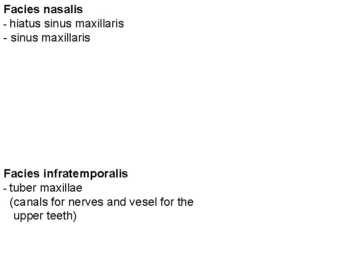 Facies nasalis - hiatus sinus maxillaris - sinus maxillaris Facies infratemporalis - tuber maxillae