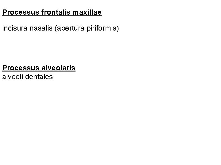 Processus frontalis maxillae incisura nasalis (apertura piriformis) Processus alveolaris alveoli dentales 