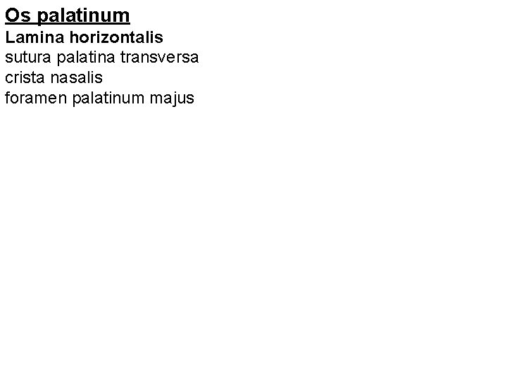 Os palatinum Lamina horizontalis sutura palatina transversa crista nasalis foramen palatinum majus 