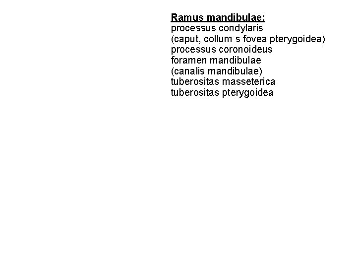 Ramus mandibulae: processus condylaris (caput, collum s fovea pterygoidea) processus coronoideus foramen mandibulae (canalis