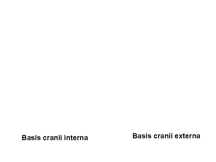 Basis cranii interna Basis cranii externa 
