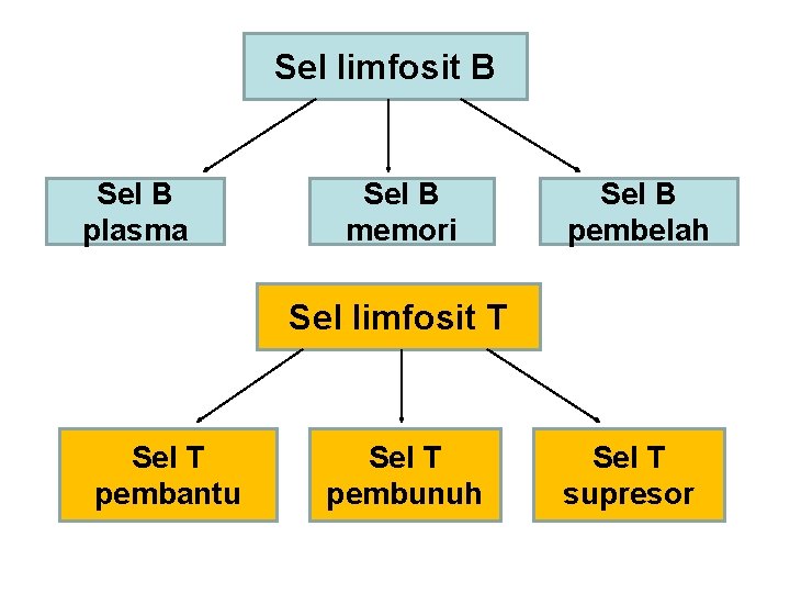 Sel limfosit B Sel B plasma Sel B memori Sel B pembelah Sel limfosit