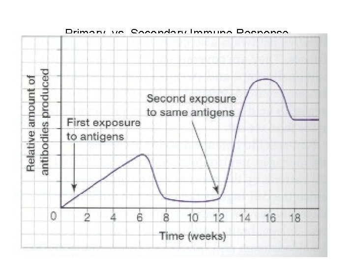 Primary. vs. Secondary Immune Response 