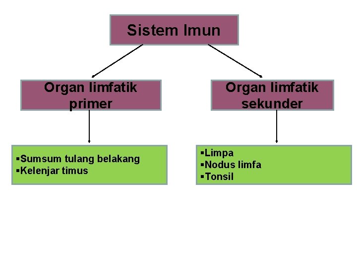 Sistem Imun Organ limfatik primer §Sumsum tulang belakang §Kelenjar timus Organ limfatik sekunder §Limpa