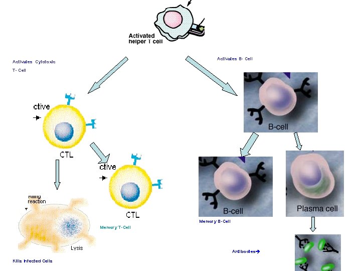 Activates B- Cell Activates Cytotoxic T- Cell Memory B-Cell Memory T-Cell Antibodies Kills Infected