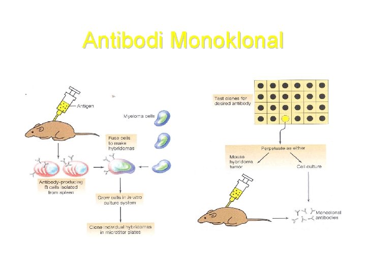 Antibodi Monoklonal 