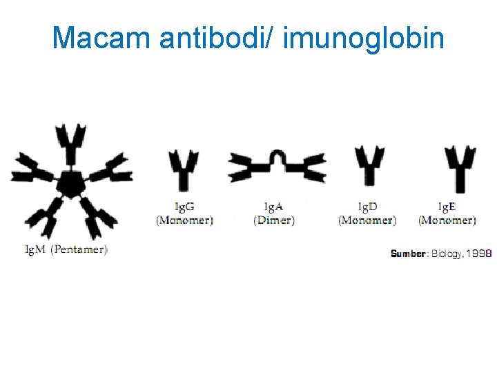 Macam antibodi/ imunoglobin 
