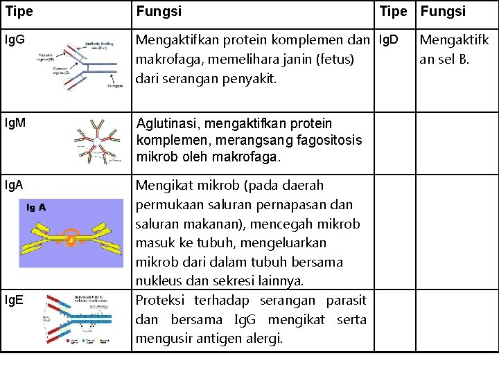 Tipe Fungsi Ig. G Mengaktifkan protein komplemen dan Ig. D makrofaga, memelihara janin (fetus)