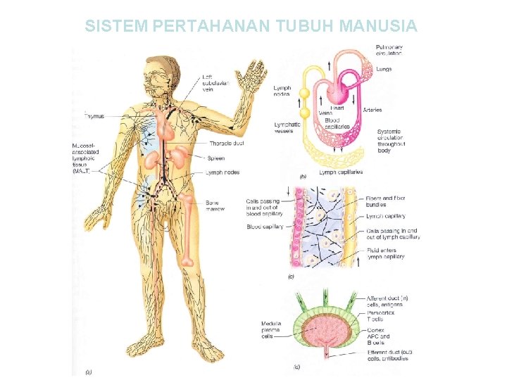 SISTEM PERTAHANAN TUBUH MANUSIA 