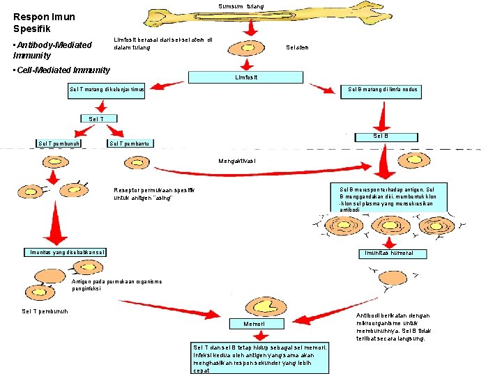 Sumsum tulang Respon Imun Spesifik Limfosit berasal dari sel-sel stem di dalam tulang •