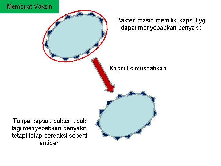 Membuat Vaksin Bakteri masih memiliki kapsul yg dapat menyebabkan penyakit Kapsul dimusnahkan Tanpa kapsul,