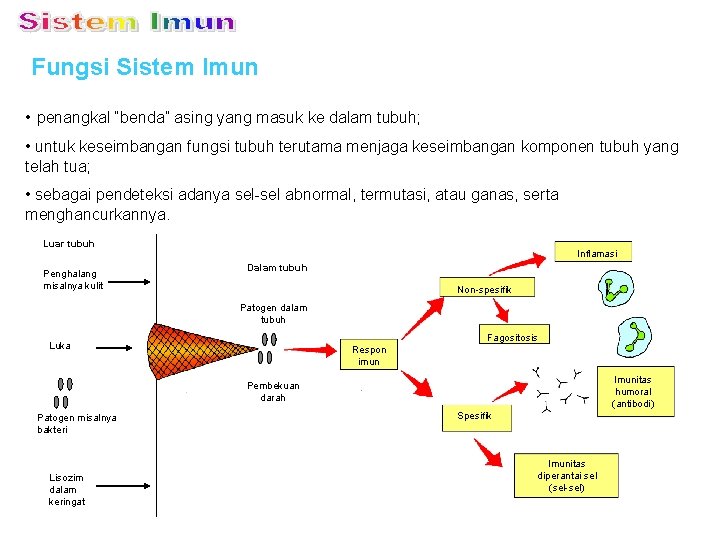 Fungsi Sistem Imun • penangkal “benda” asing yang masuk ke dalam tubuh; • untuk