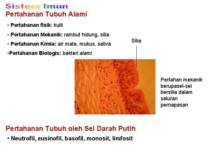 Pertahanan Tubuh Alami • Pertahanan fisik: kulit • Pertahanan Mekanik: rambut hidung, silia •