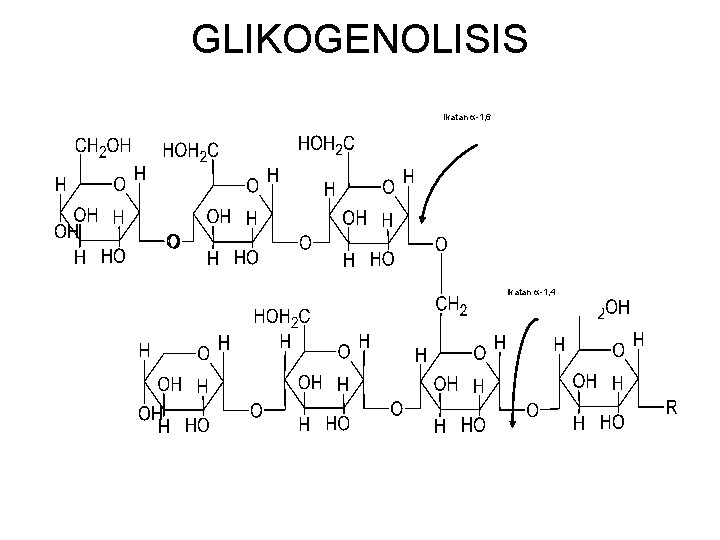 GLIKOGENOLISIS Ikatan -1, 6 Ikatan -1, 4 