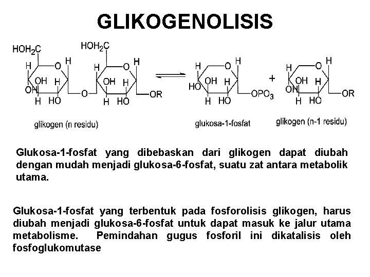 GLIKOGENOLISIS Glukosa-1 -fosfat yang dibebaskan dari glikogen dapat diubah dengan mudah menjadi glukosa-6 -fosfat,